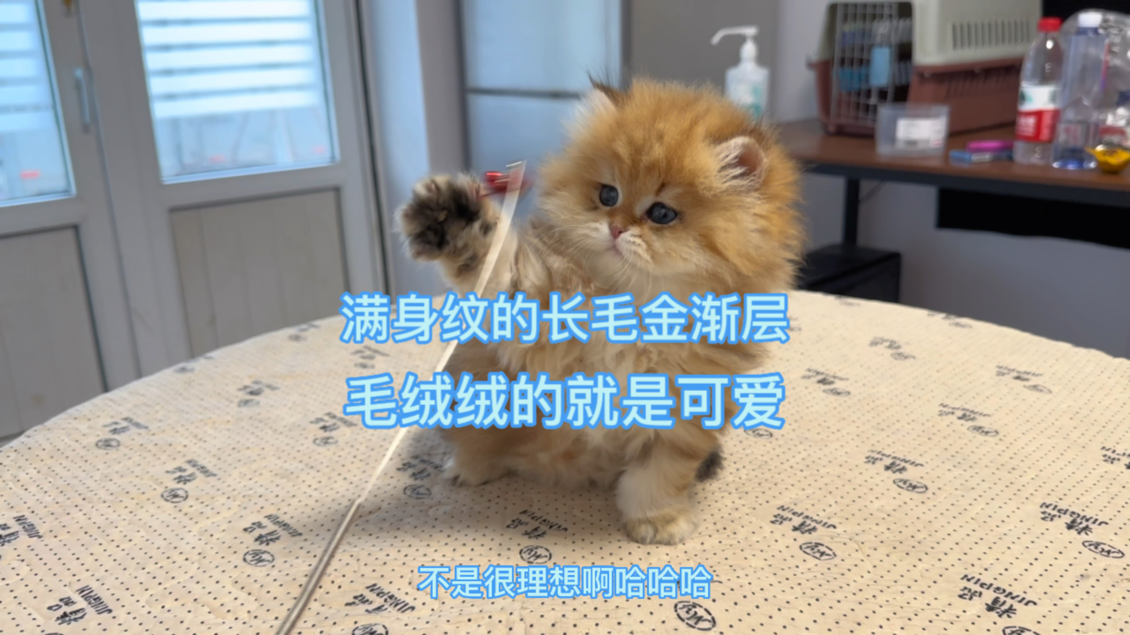 满身纹的长毛金渐层毛绒绒的就是可爱,这种小可爱谁能抵抗的住