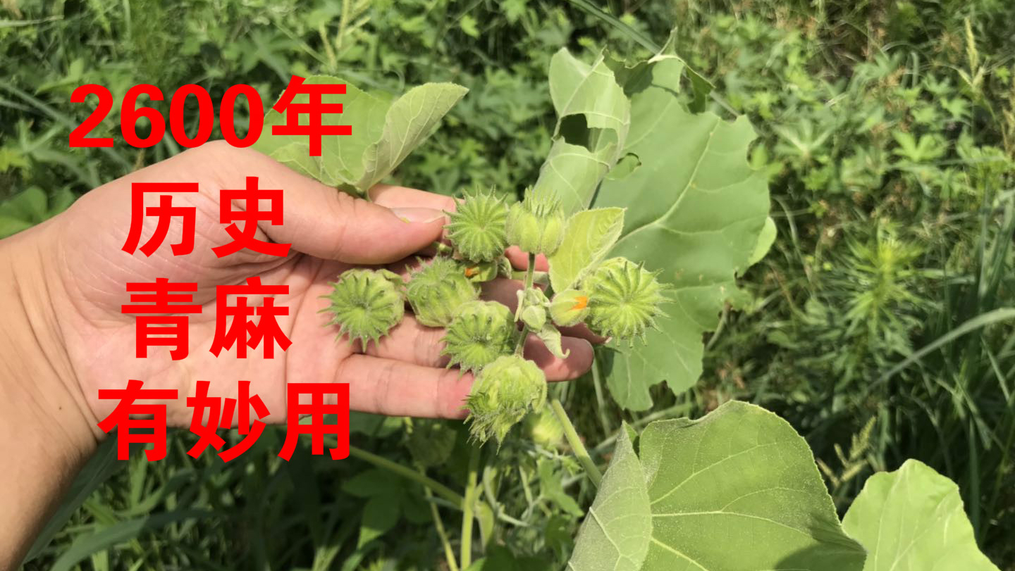 2600年历史的“苘麻”有神奇妙用,很多人不知道它的用途!