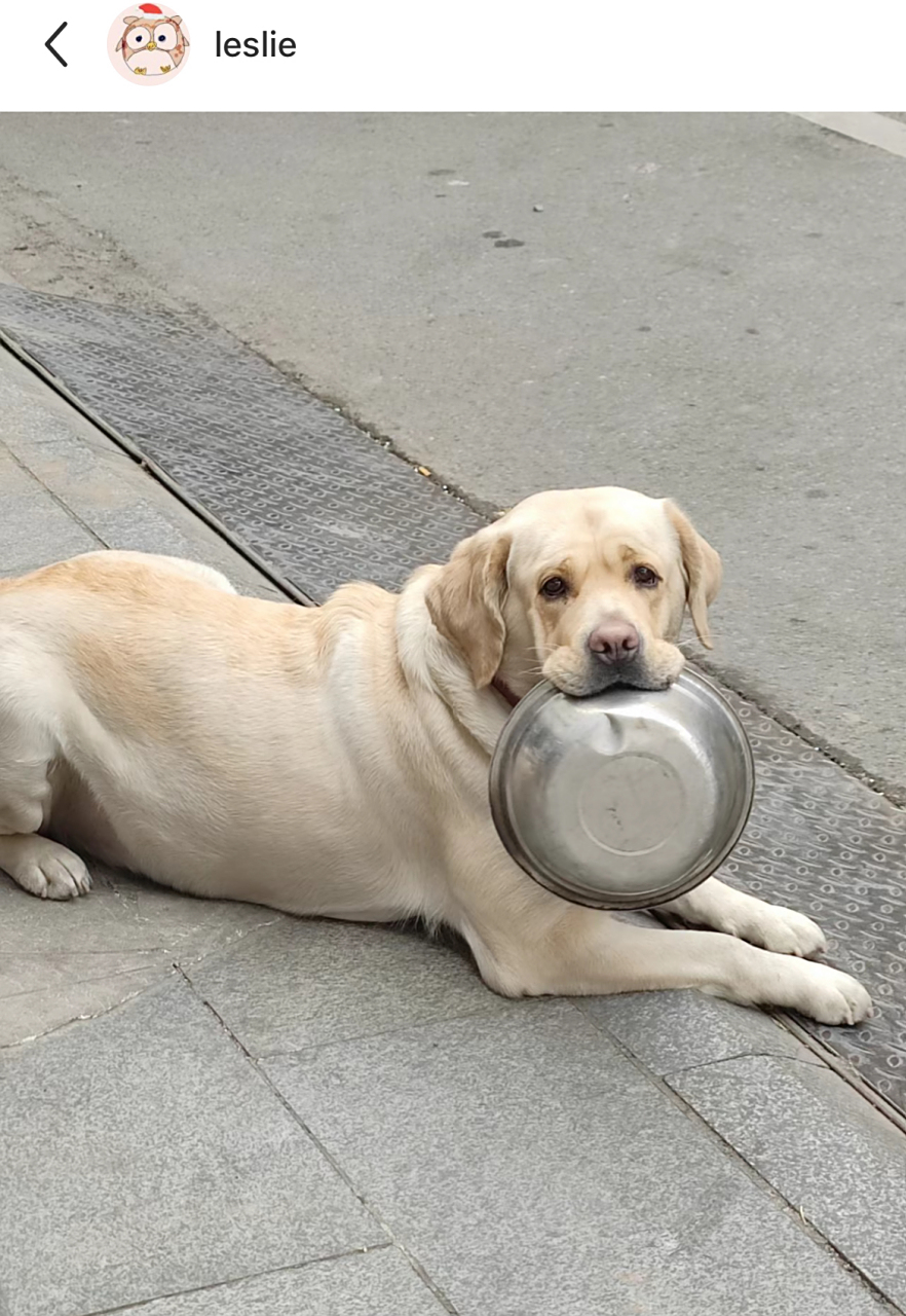 为啥这个狗狗要叼着饭盆啊,好可爱呀