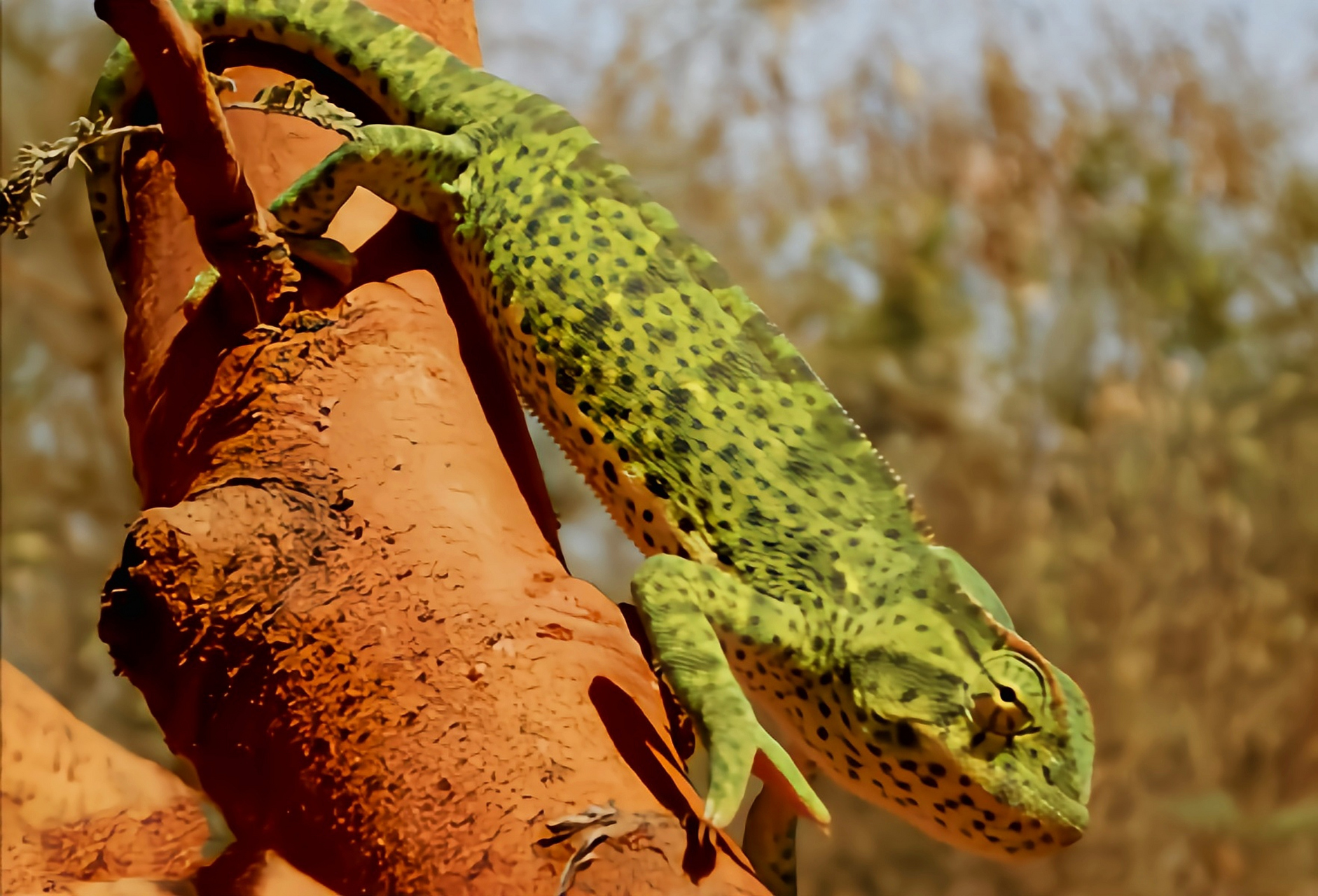 每天认识一种动物——细鳞变色龙 细鳞变色龙别名塞内加尔避役,生活在