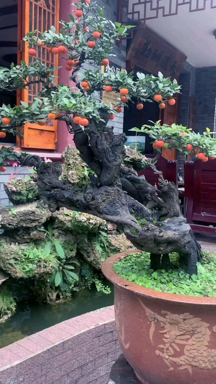 朋友院子里的精品金弹子,据说是五年前花1800入手的!