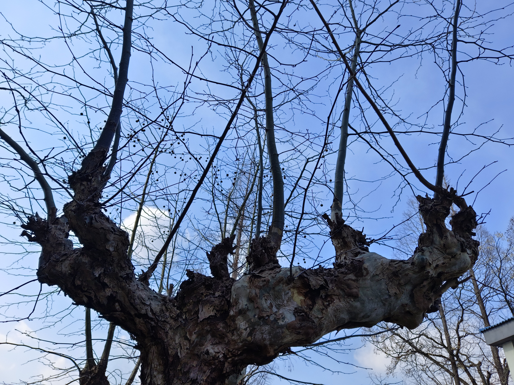 冬天的法国梧桐,叶子全部凋零,光秃秃的树枝也别有一番味道