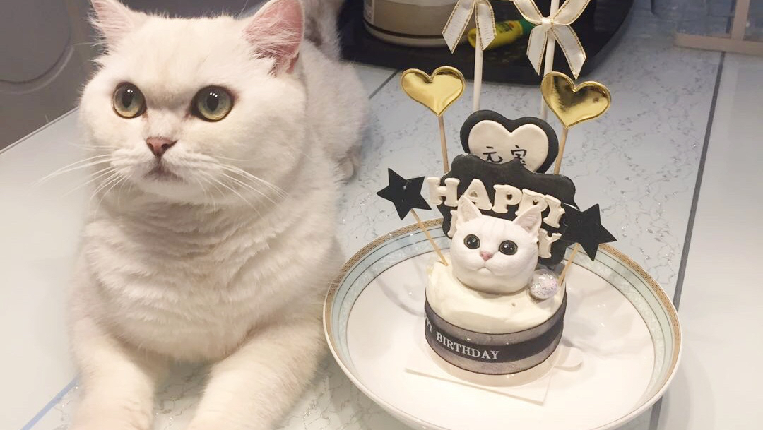 元宝猫咪一岁的生日,吃蛋糕许愿吹蜡烛一样不能少