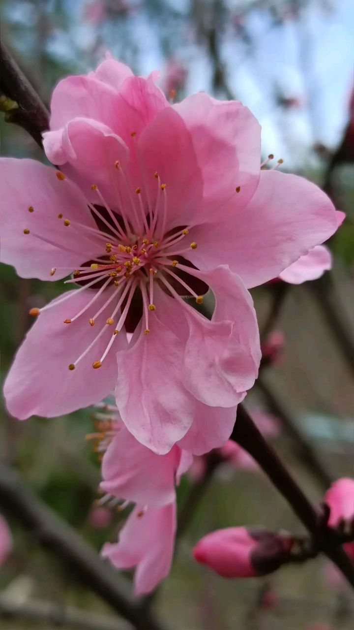 一树桃花开封面图片