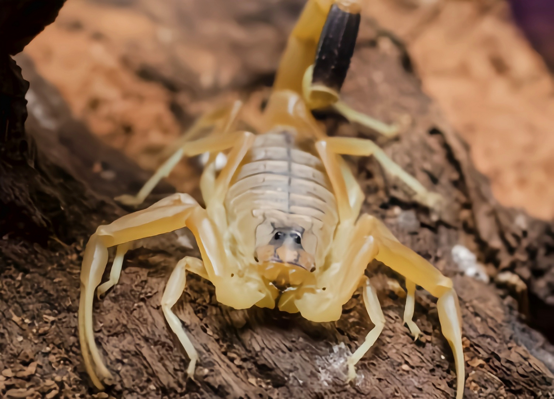 金蝎 以色列金蝎 别名中东金蝎,巴勒斯坦毒蝎,以色列杀人蝎,是蝎目,钳