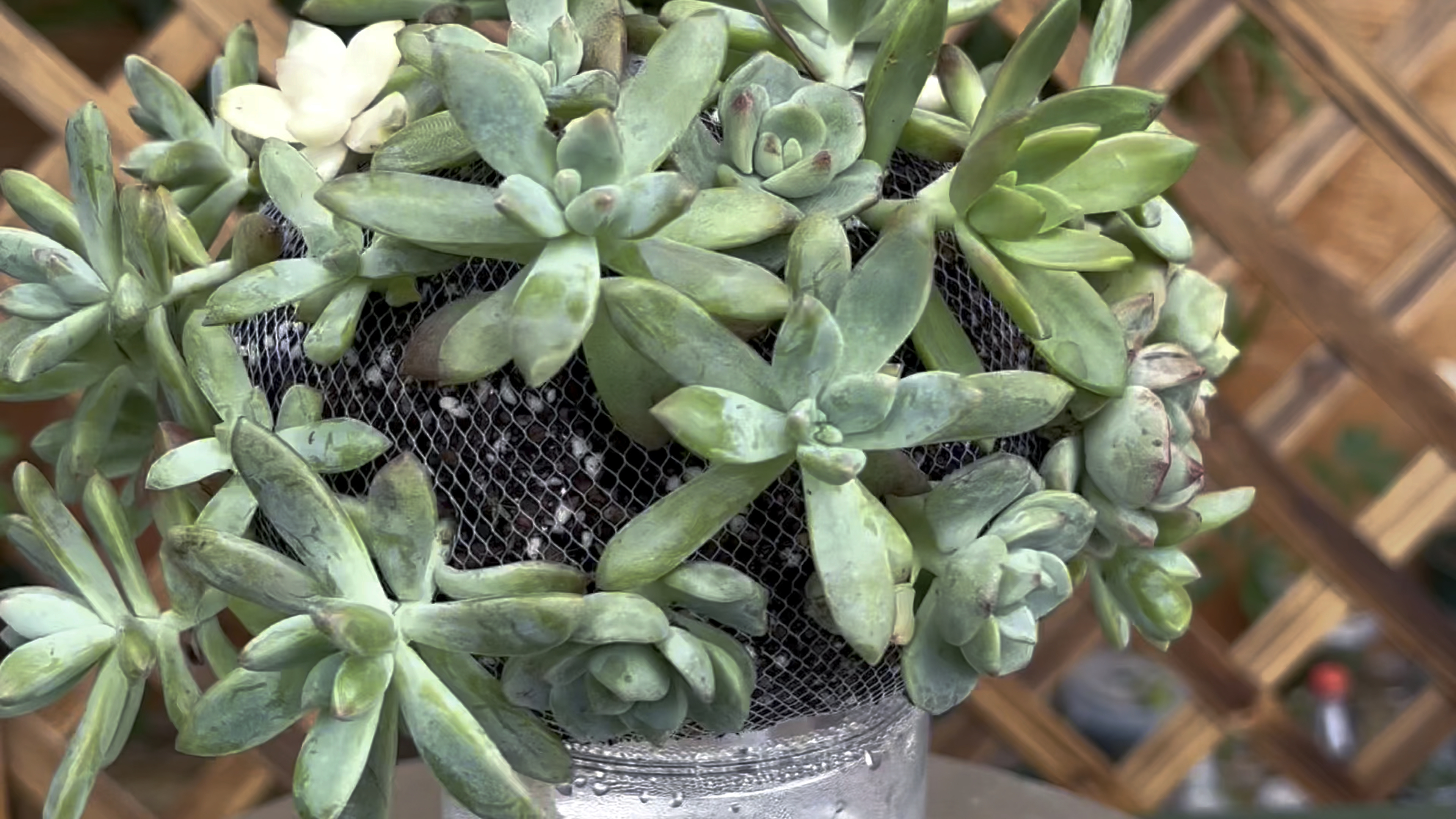 多肉新玩法,老师傅都佩服,不仅好玩还省花盆