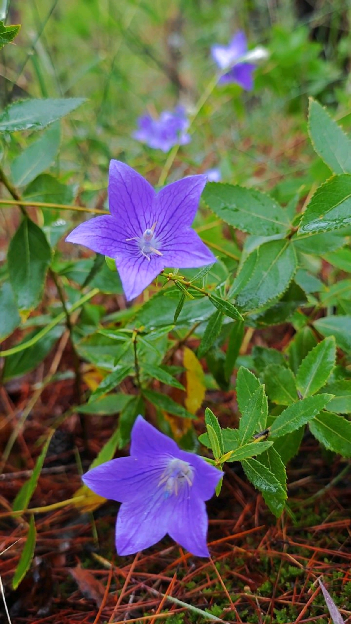 野桔梗～平凡的小草,在秋雨中华丽绽放,不为吸引路人,只为完成自己的