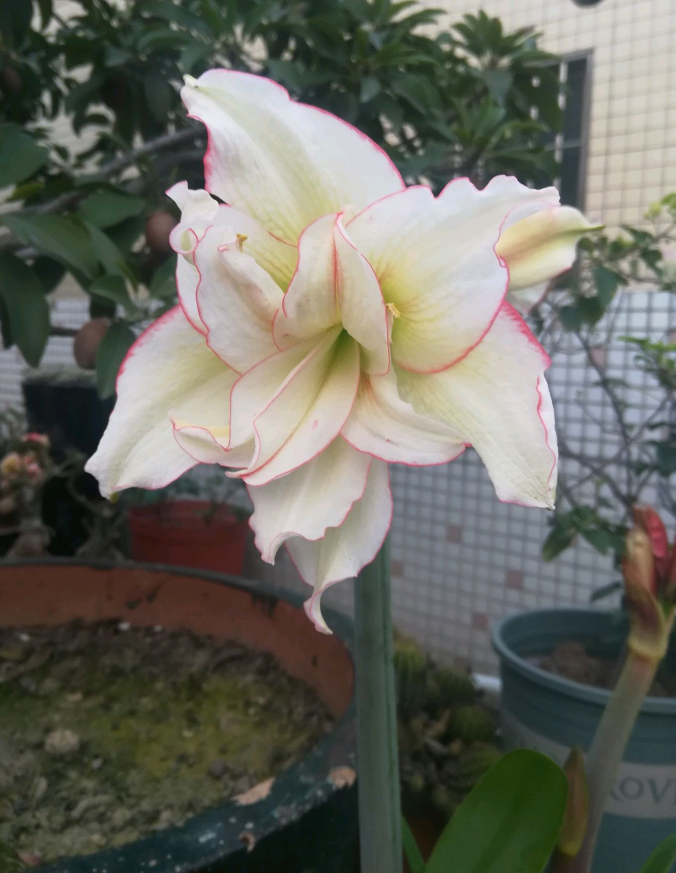 朱顶红滑稽演员开花了,清雅脱俗像不吃人间烟火的仙子,大爱