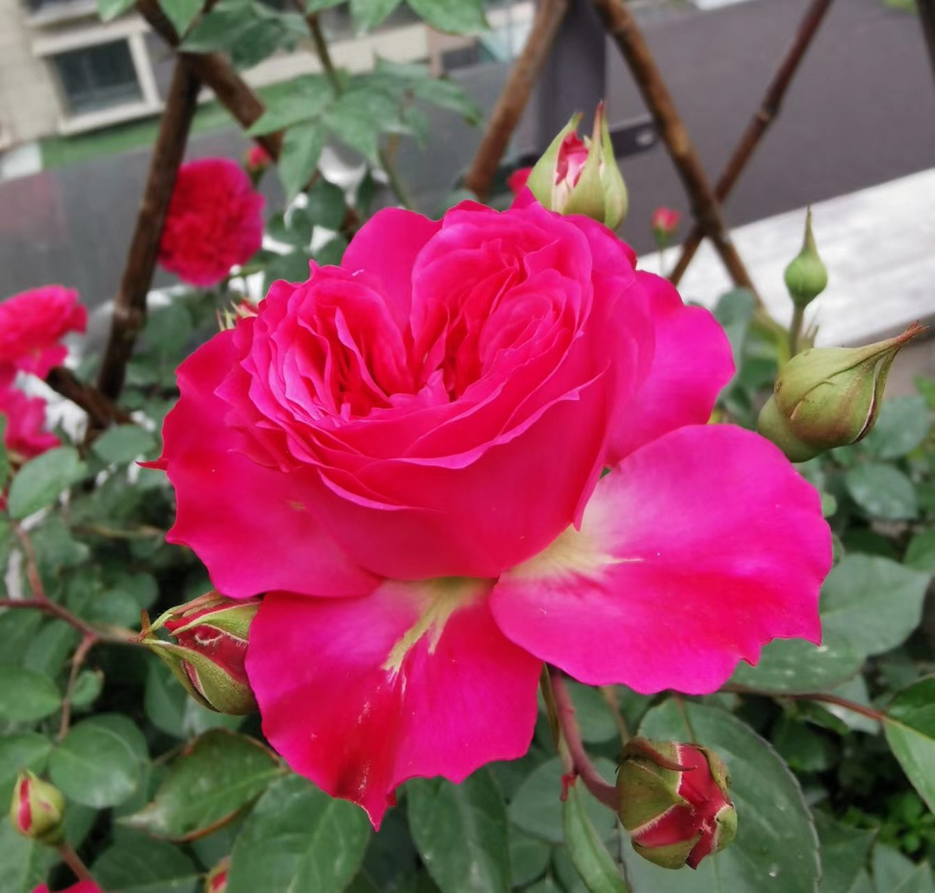 好物分享:花色艳丽,花香浓郁,皮实好养的月季品种艾弗的玫瑰