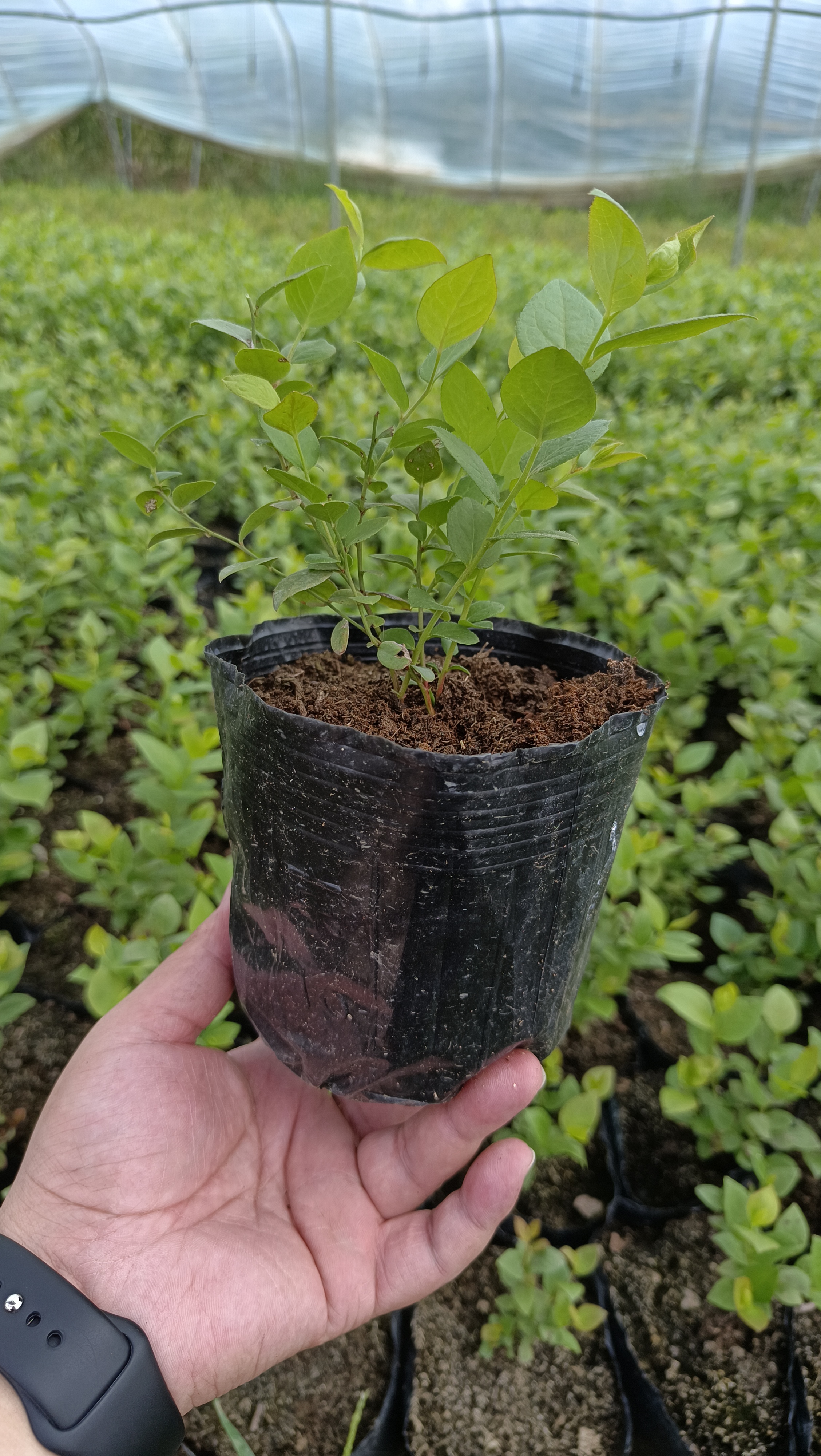 南方可以栽植的蓝莓苗新品种-h5蓝莓苗-无需需冷量也可以种植