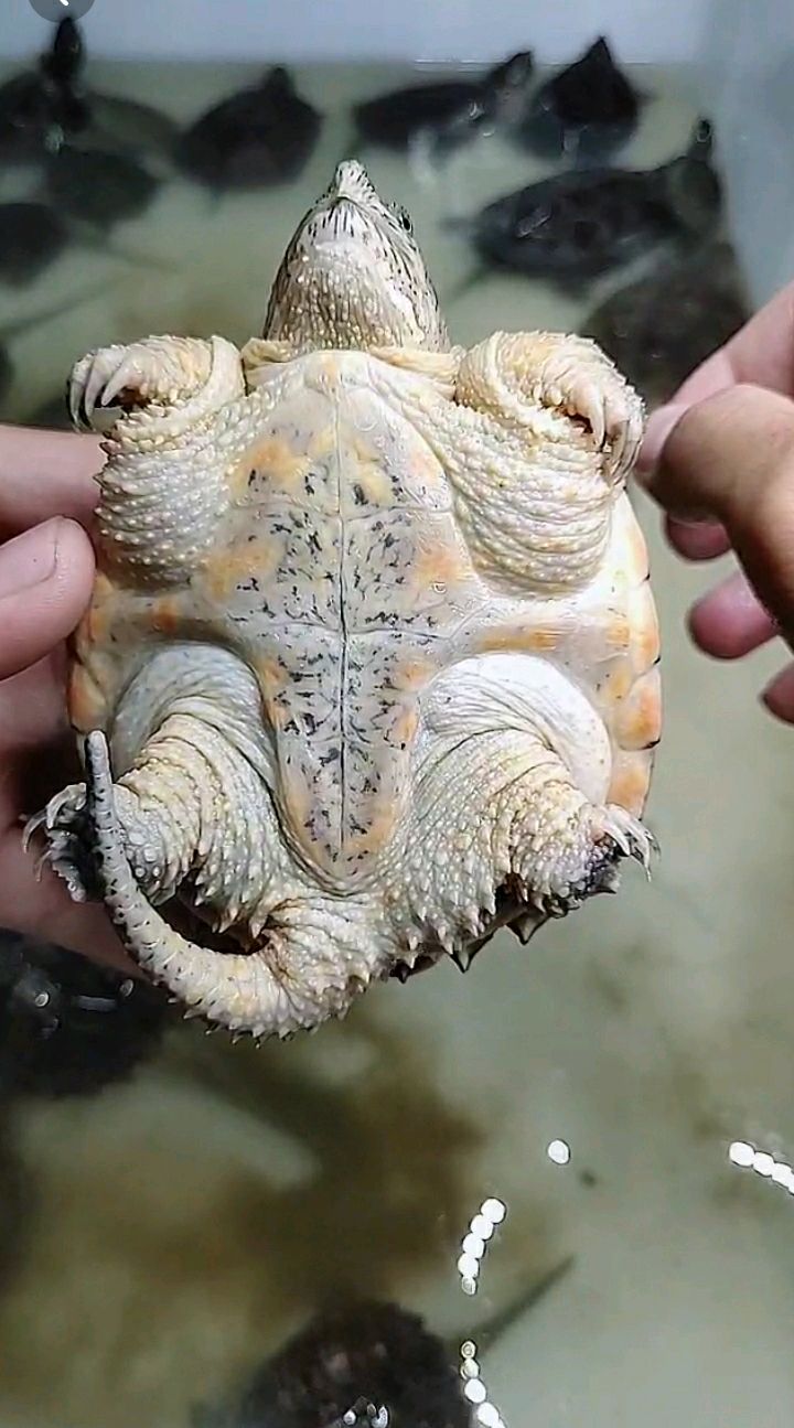 有懂错甲鳄龟的吗?给科普下,谢谢