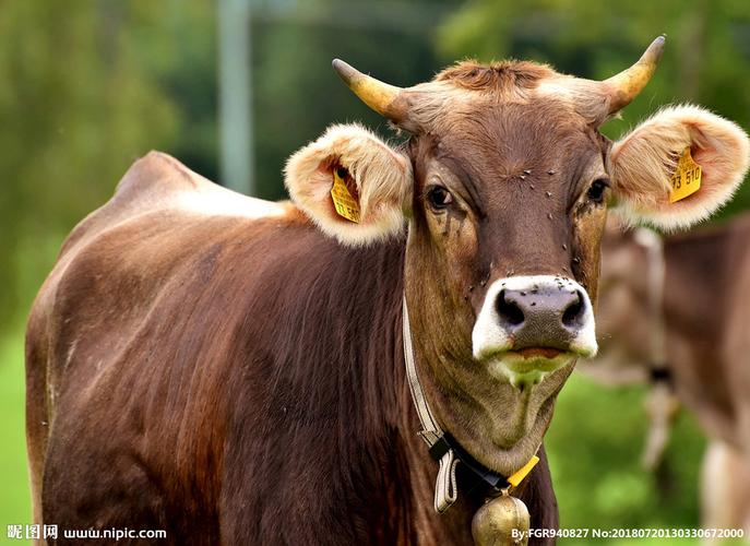 牛头长马嘴,不看不后悔