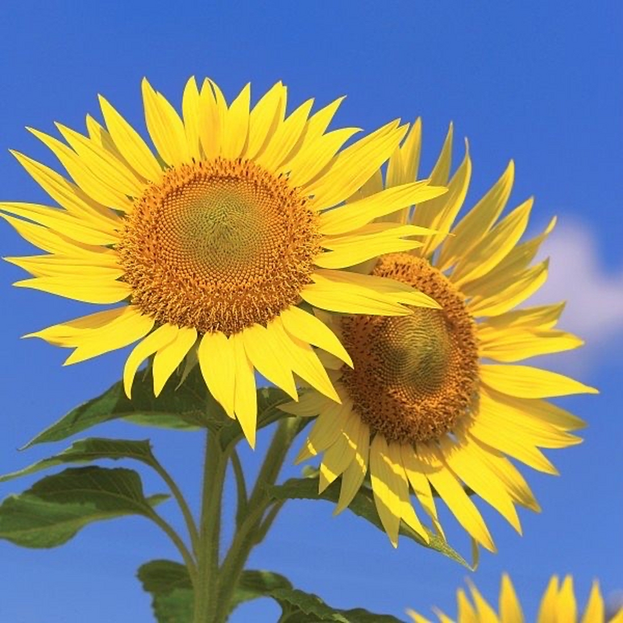 向日葵97之所以幸福,是因为时刻都微笑着面对阳光,用心收集阳光,抛