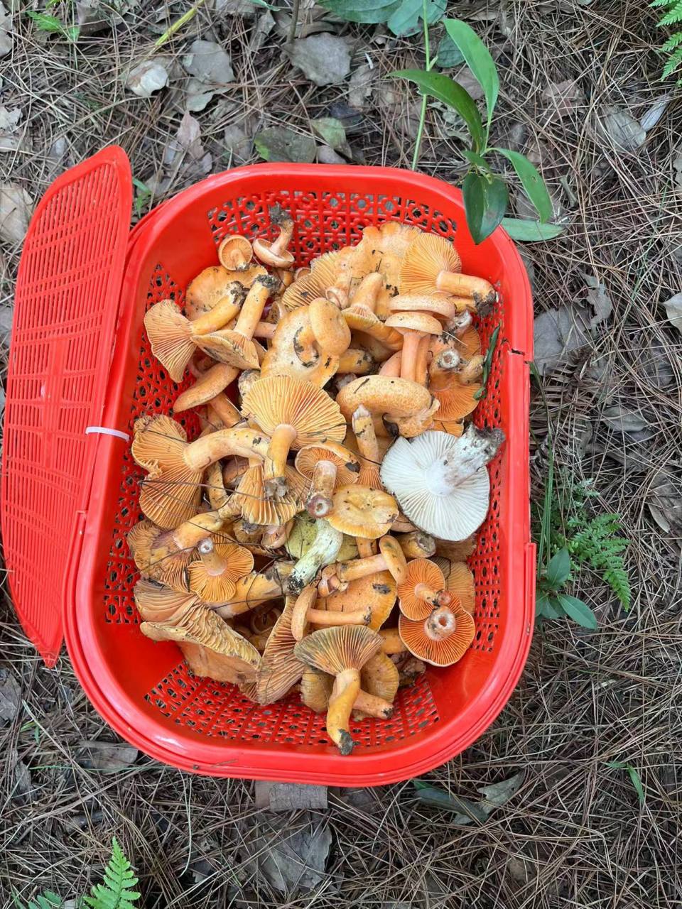 重庆9月捡菌子的快乐,捡不完,根本捡不完,发现好多是年轻人在捡.