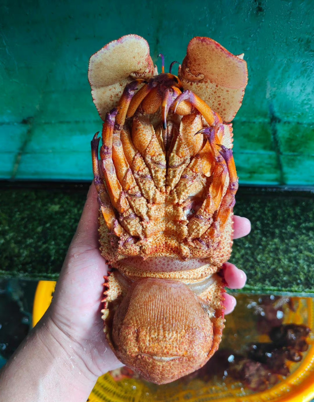 鳞突拟蝉虾,俗称犀牛虾,海战车,拖鞋龙虾,真的是太好看了!禁海第一天,