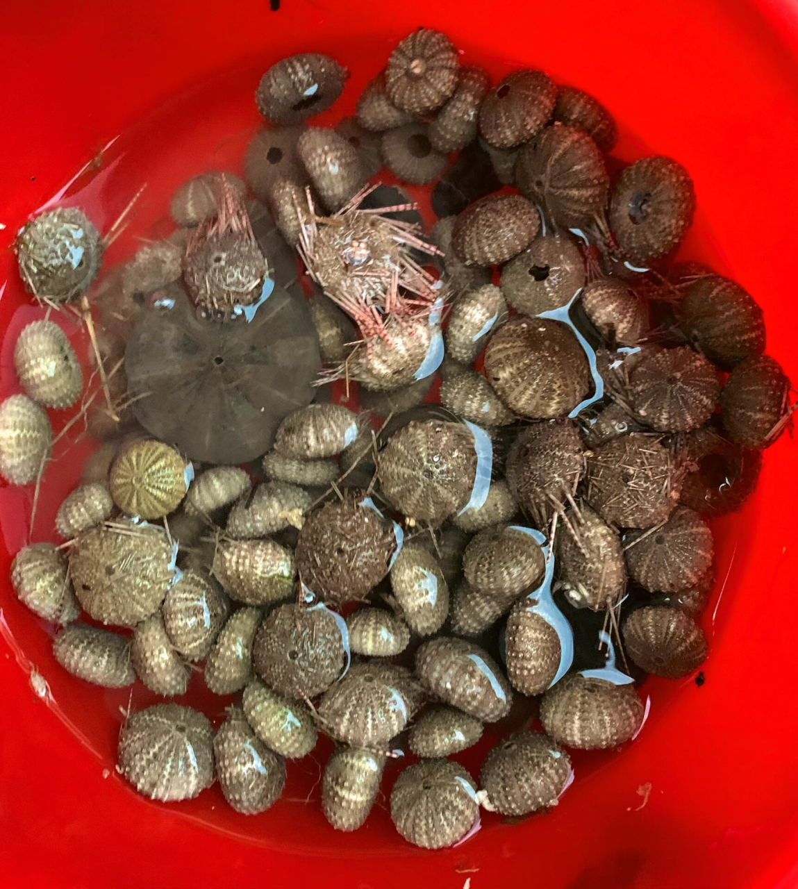 捡十个沙币海胆 回来坏9个 怎么那么容易碎啊