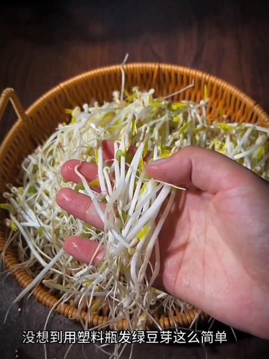 今天用家里的矿泉水瓶子发豆芽