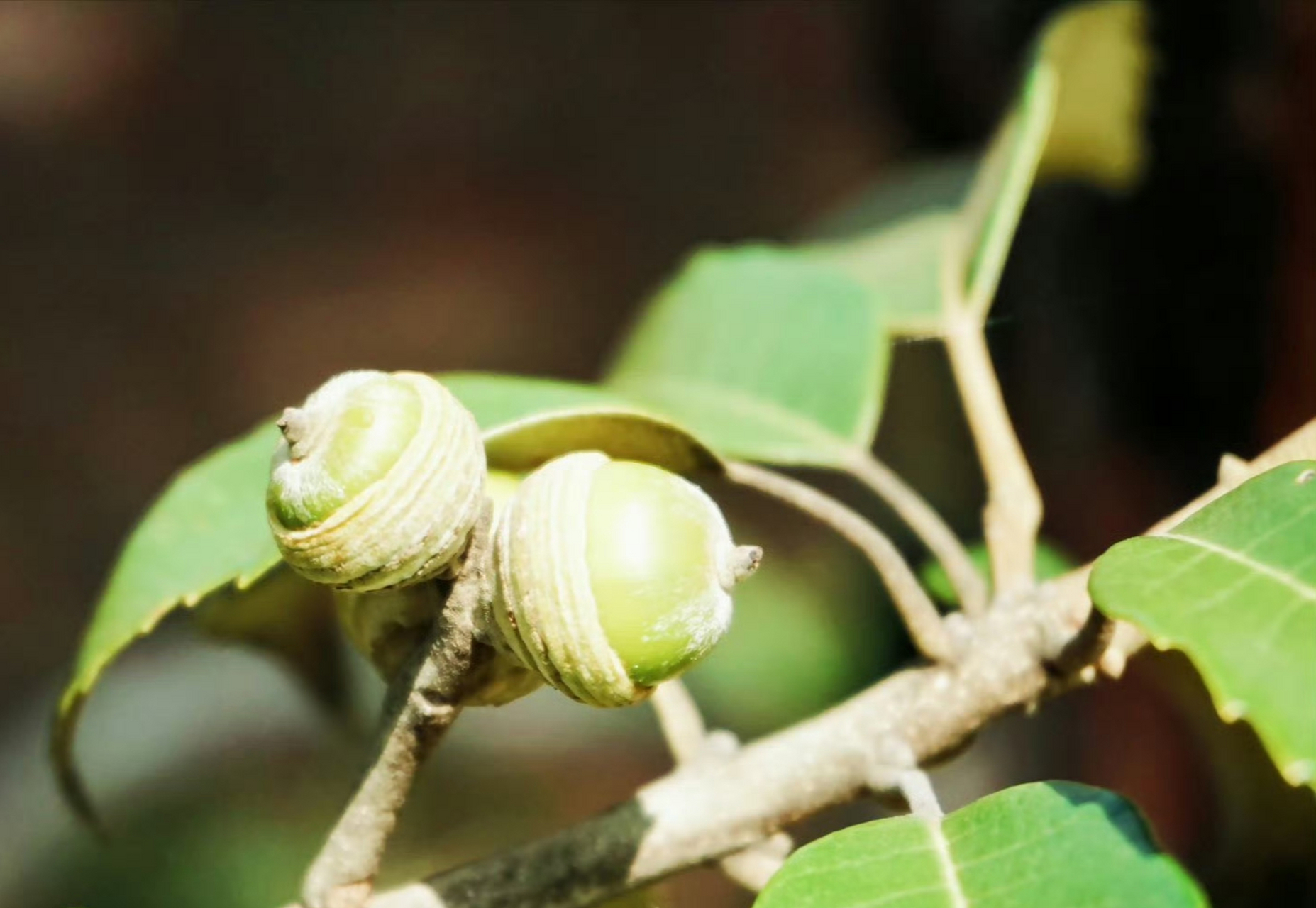 黄毛青冈,为壳斗科青冈属植物,壳斗浅碗形,密被黄色绒毛,生于海拔1