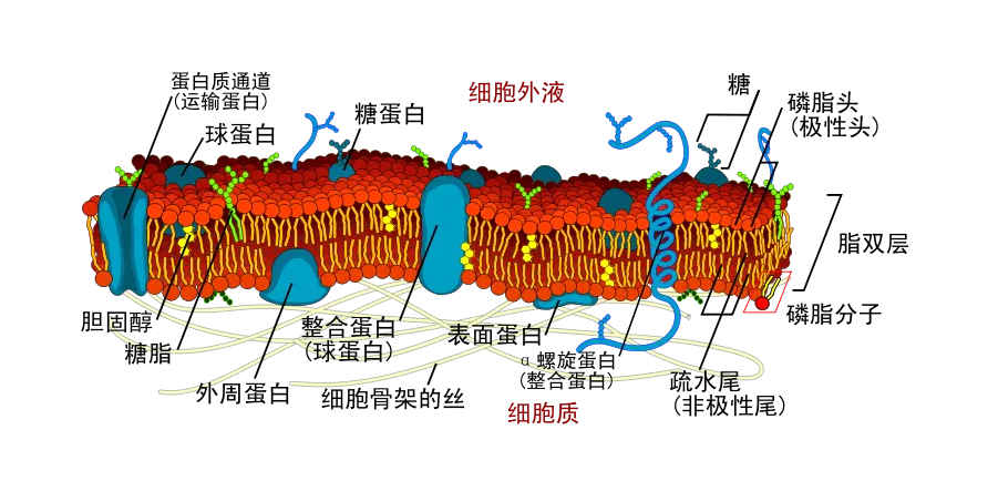 细菌的结构