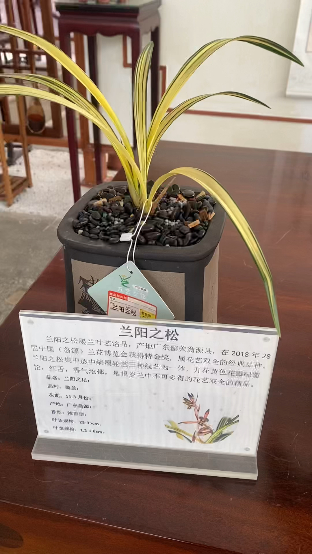 墨兰兰阳之松被越来越多人熟知其实以前是评奖过奖不过吸引人们的是它