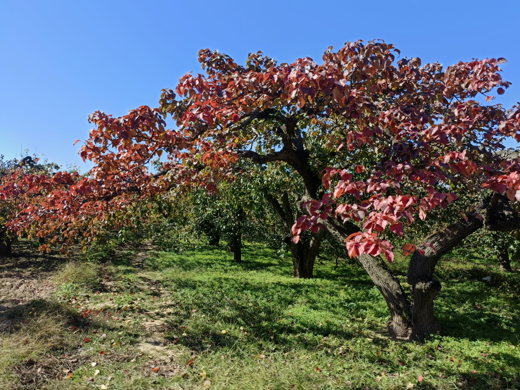 连日来,前往赵县梨园观赏红叶的游客络绎不绝.每年这个季节赵县25万亩