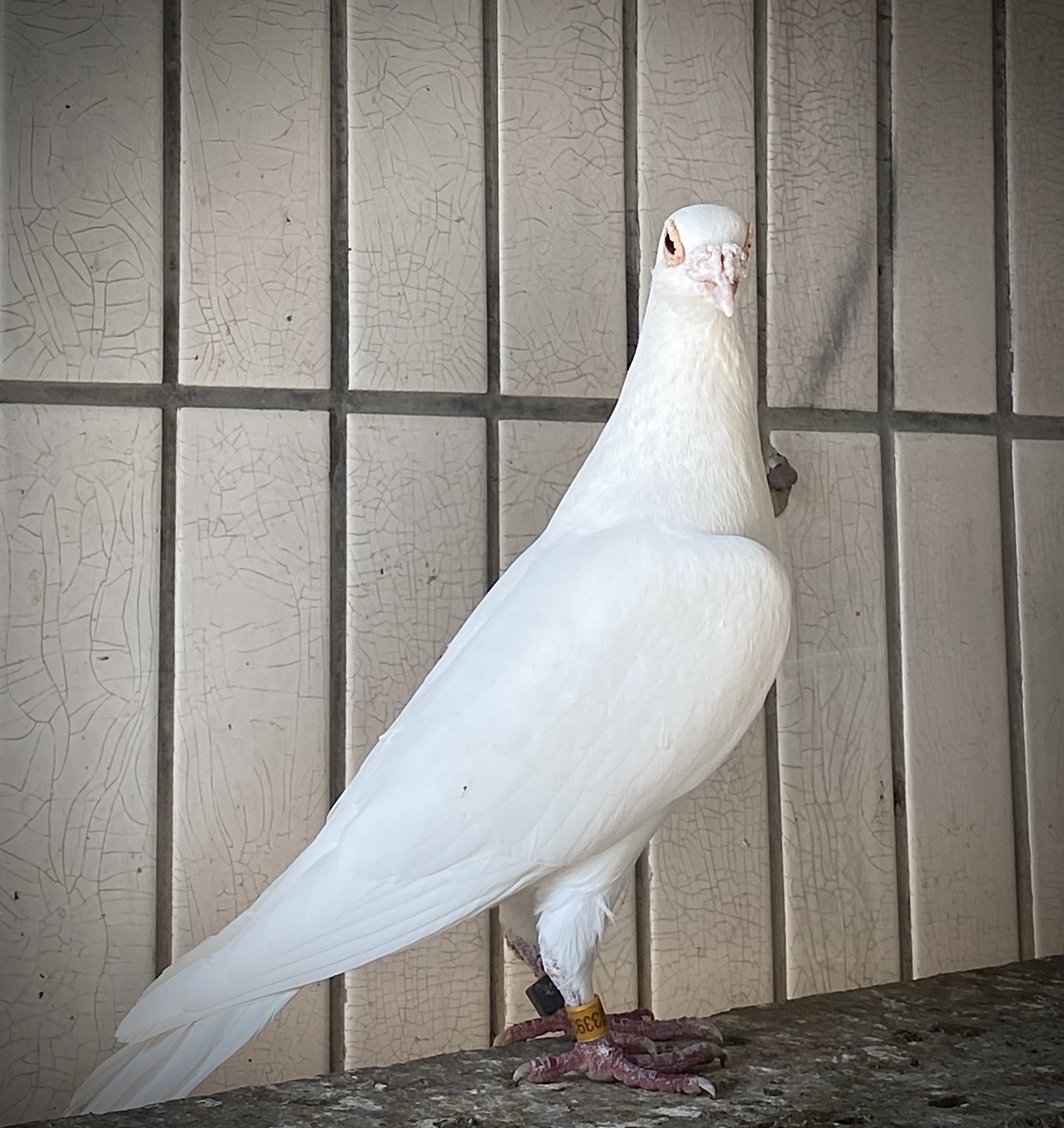 不是所有白鸽都叫村松白