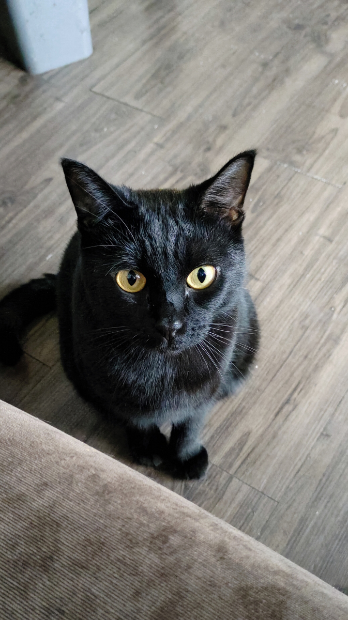 那天一出门就看见你一袭黑衣端坐在门口的长椅上,姿态优雅,气质脱俗