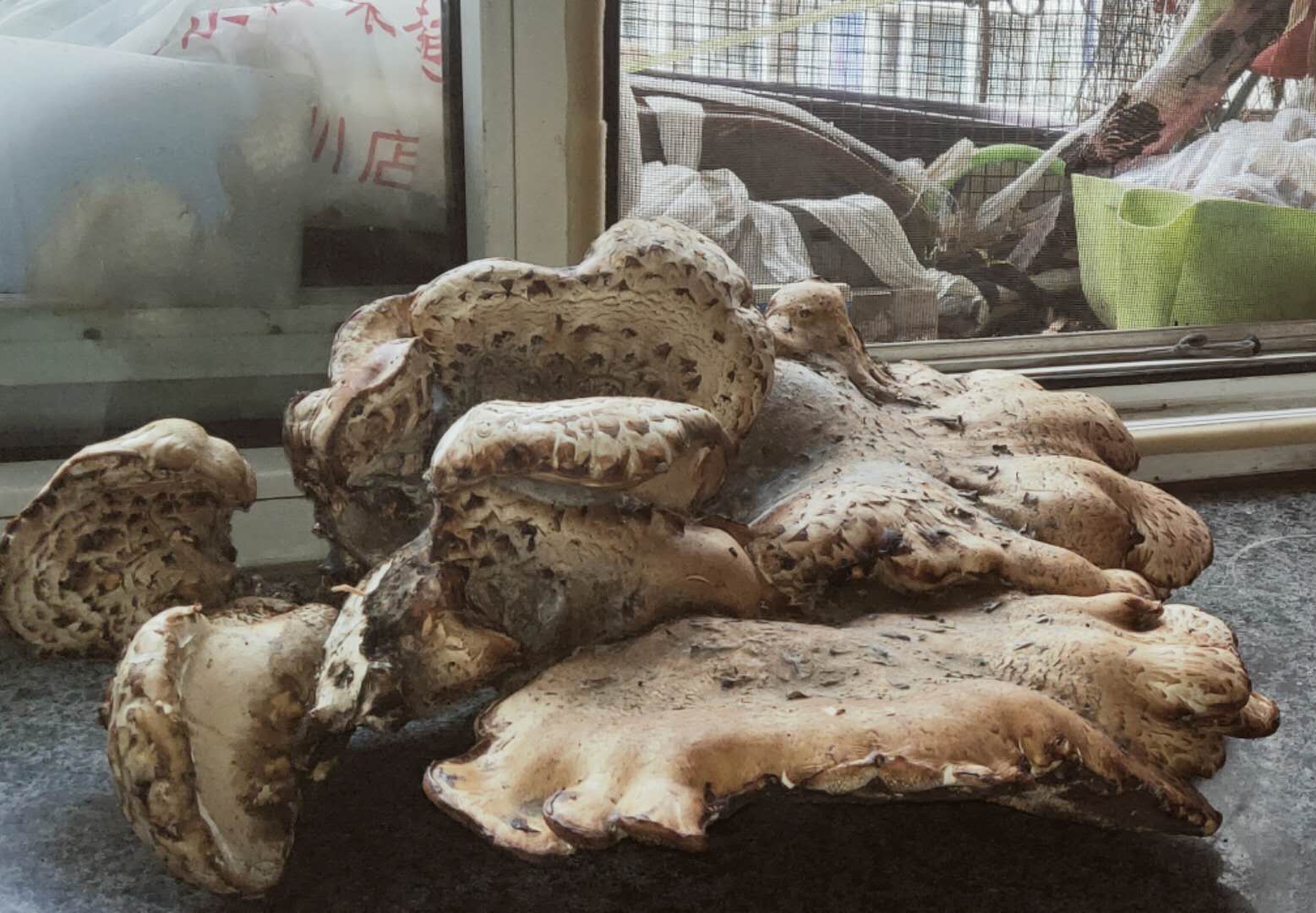 老核桃树上的大菌菇,是什么种类的菌菇呢?