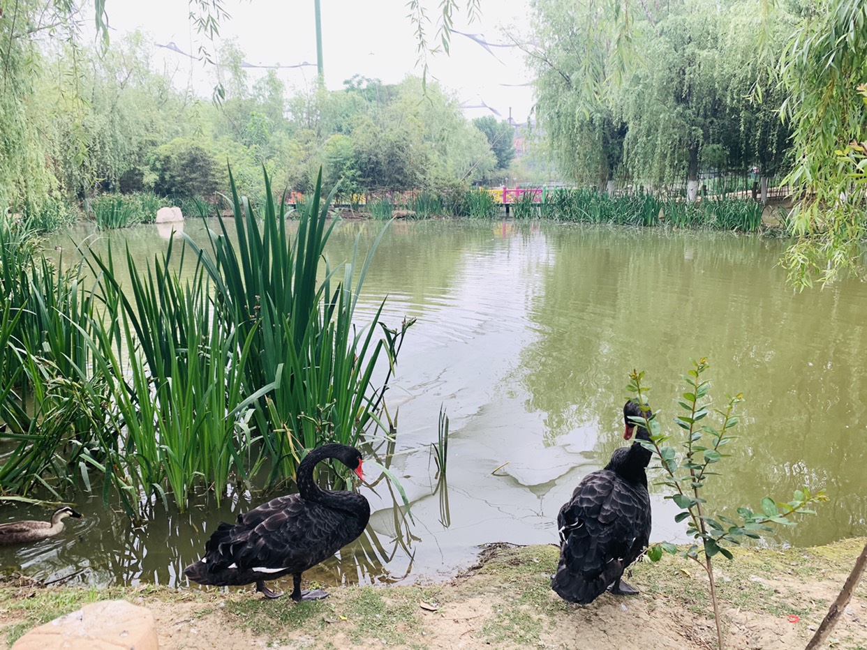 漯河神州鳥園:一個可以與鳥對話的地方