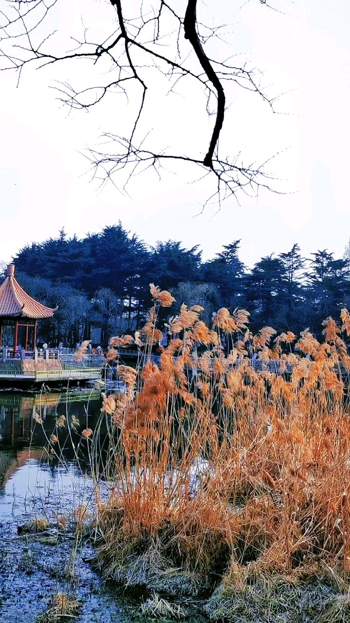 青岛小西湖公园图片