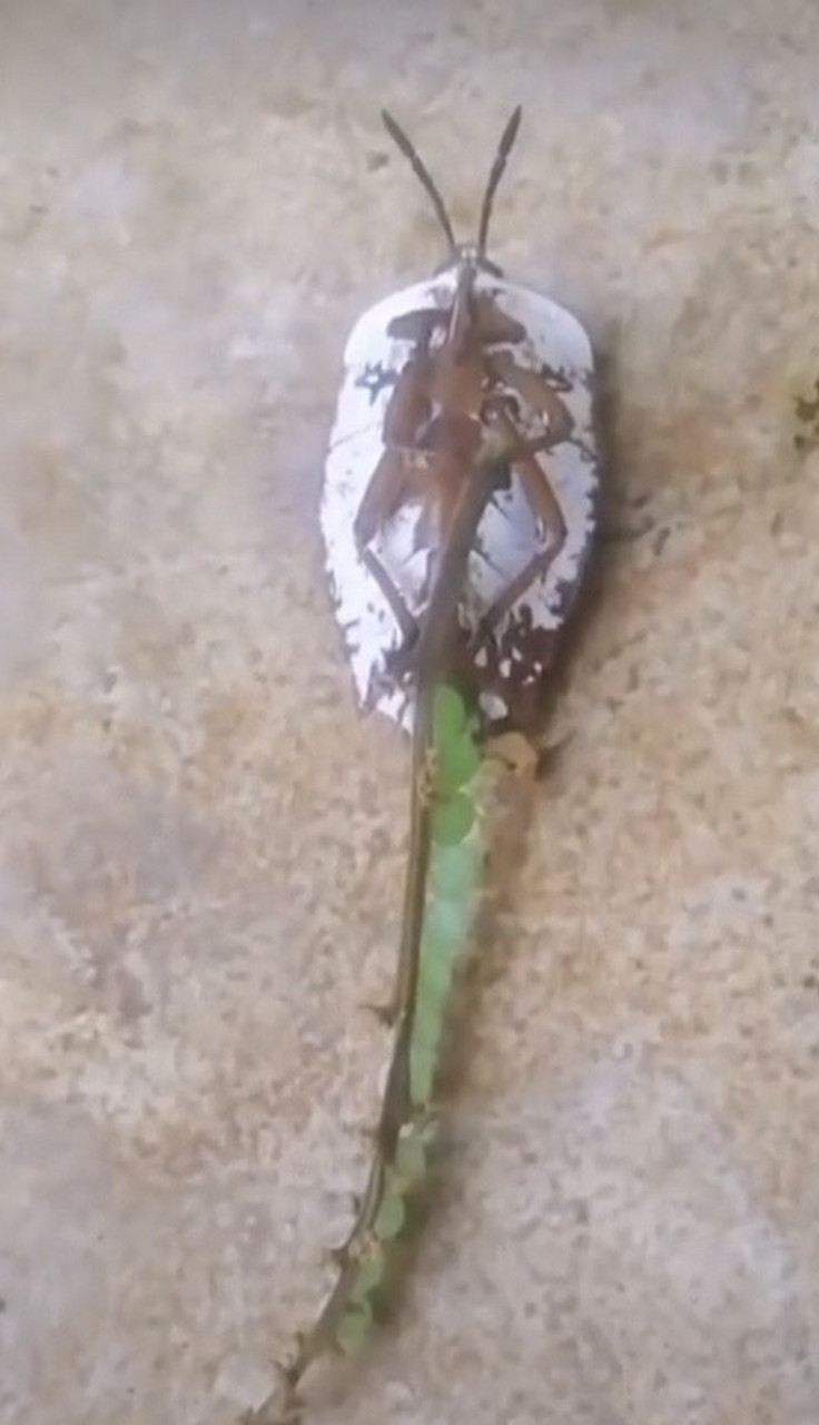 辣屁虫,是一种生活在龙眼树上的昆虫.