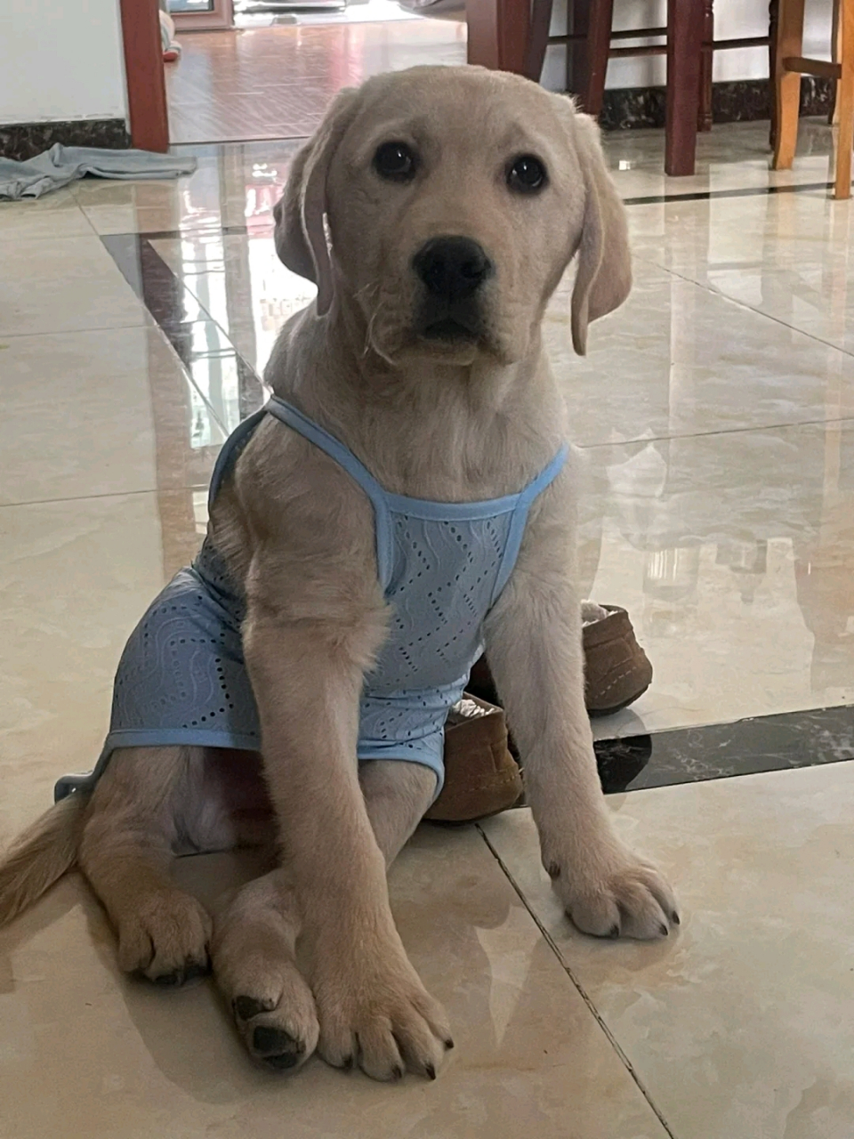 哈哈哈,穿着吊带的拉布拉多,看着好搞笑啊!#搞笑萌宠