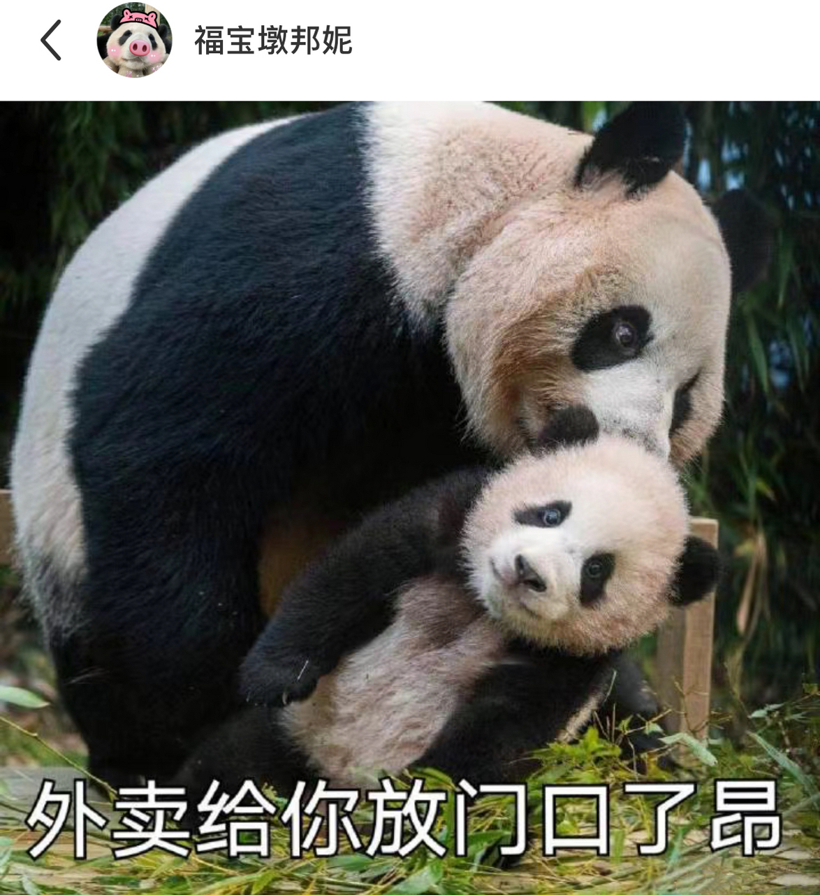 已经被福宝的表情包萌晕了,哈哈哈哈哈,福宝真是又可爱又搞笑