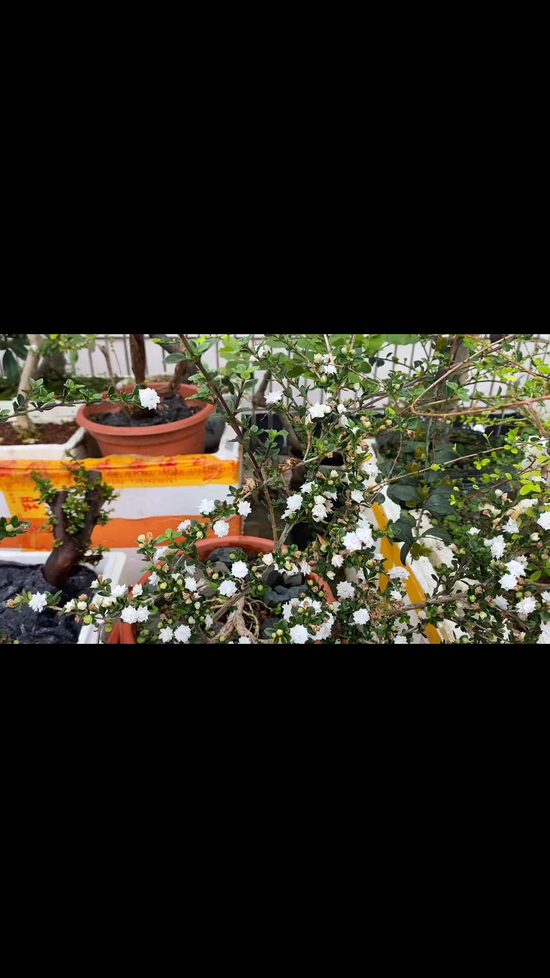 荷瓣六月雪暴雪来袭