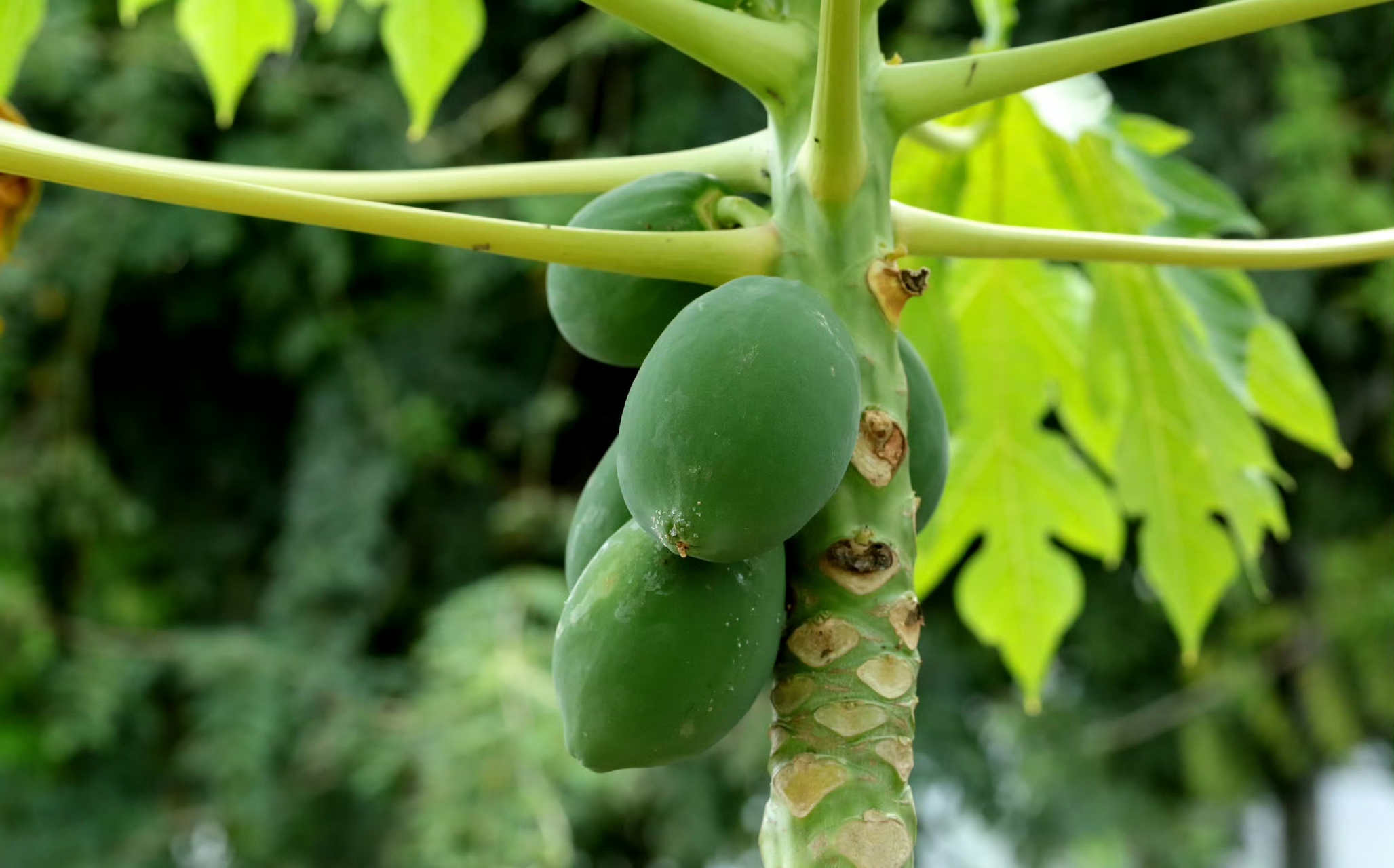 【番木瓜】(木瓜) carica papaya,番木瓜科番木瓜属.