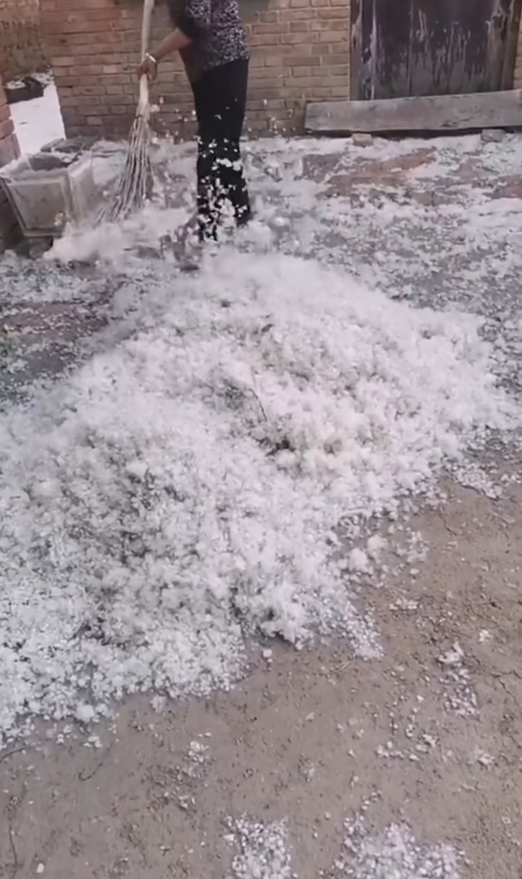 看家里院里的这杨树毛,这么多!