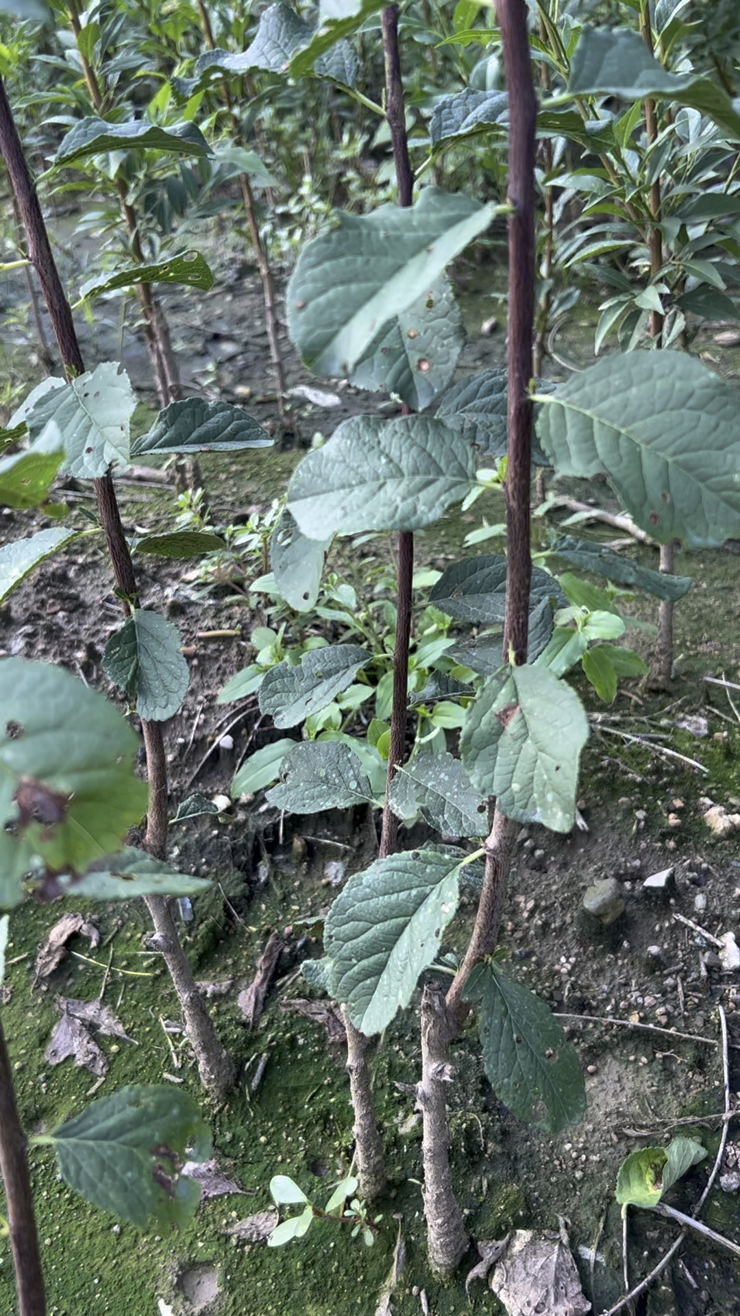 晚熟艾琳娜西梅苗,品种纯,适合南北方种植