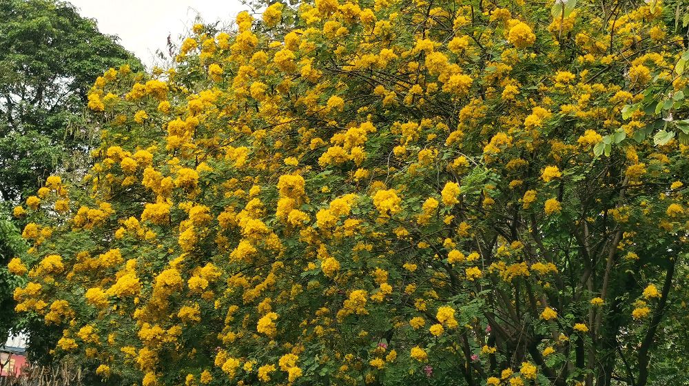 献百花(50):黄槐决明花