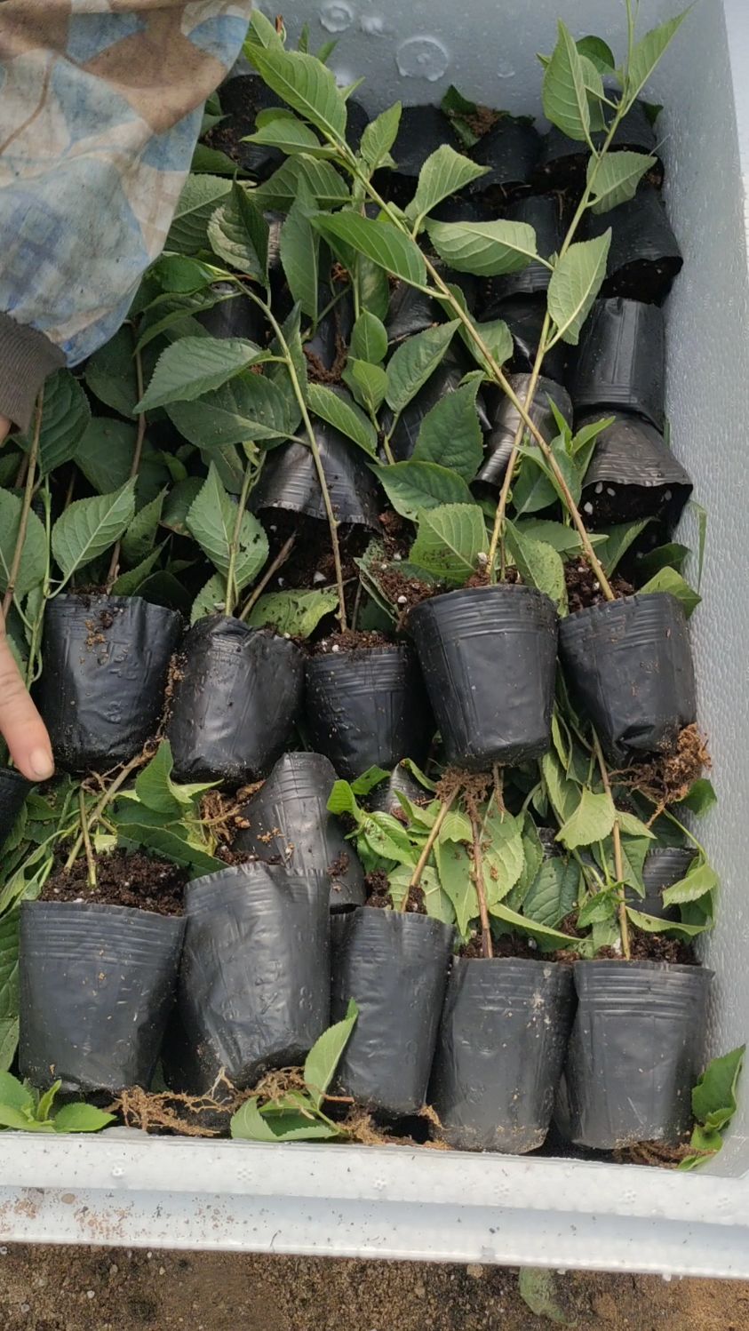 吉塞拉6号砧木苗,车厘子大樱桃苗矮化砧木,嫁接亲和力好,早果,丰产!