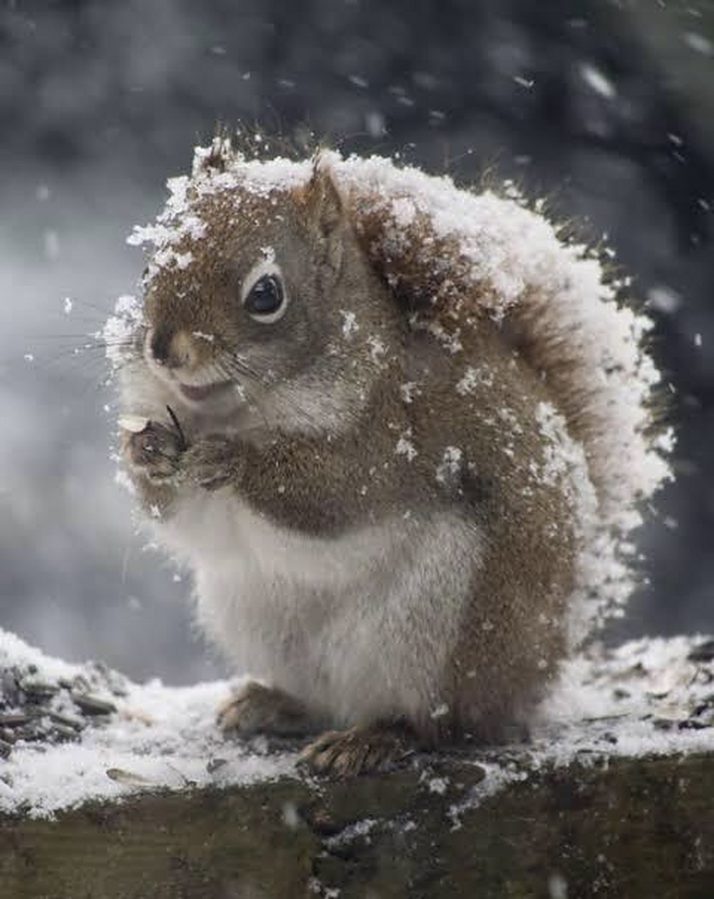 下雨或下雪时,松鼠会用它们的尾巴当做"伞".