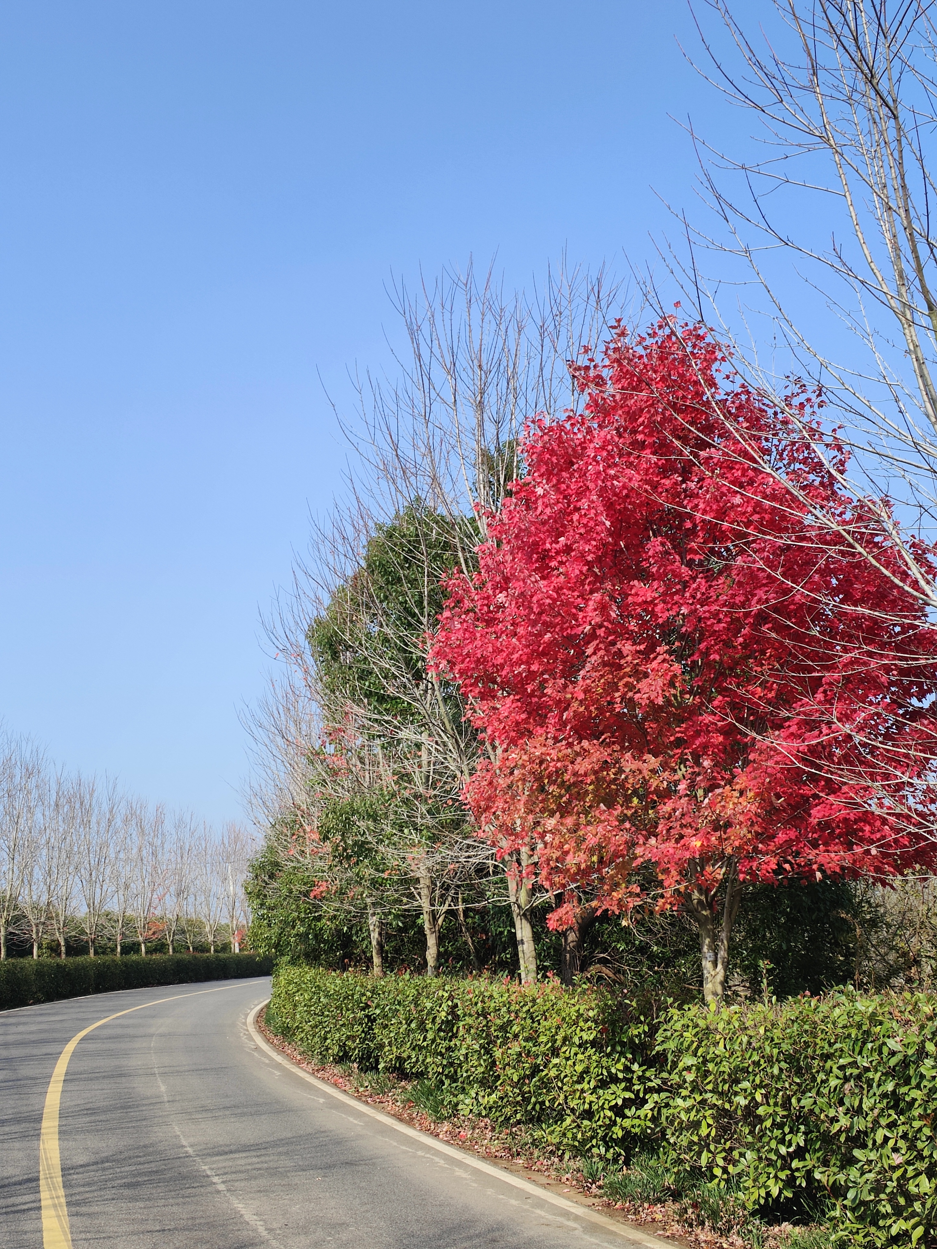 竹镇枫彩漫城景点介绍图片