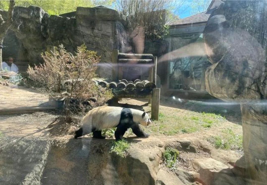 奥运熊猫家族的英雄母亲,大熊猫"娅娅"