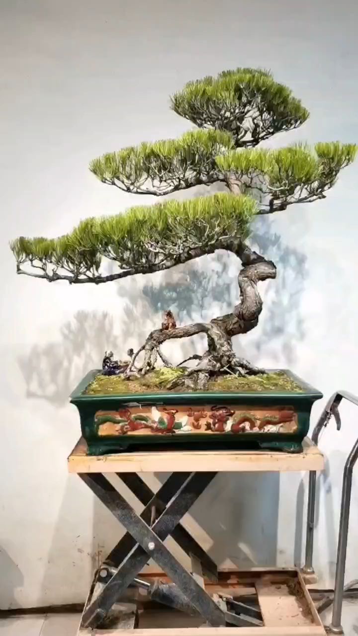 精品老山松盆景,造型独特