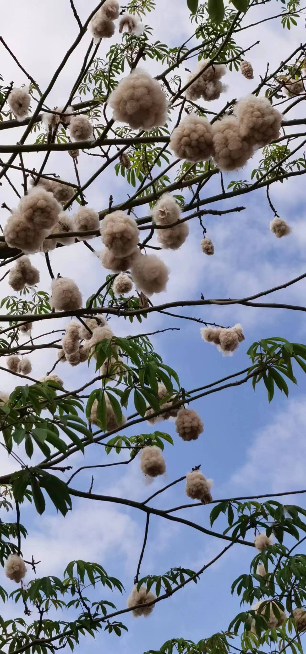 吉贝树花图片