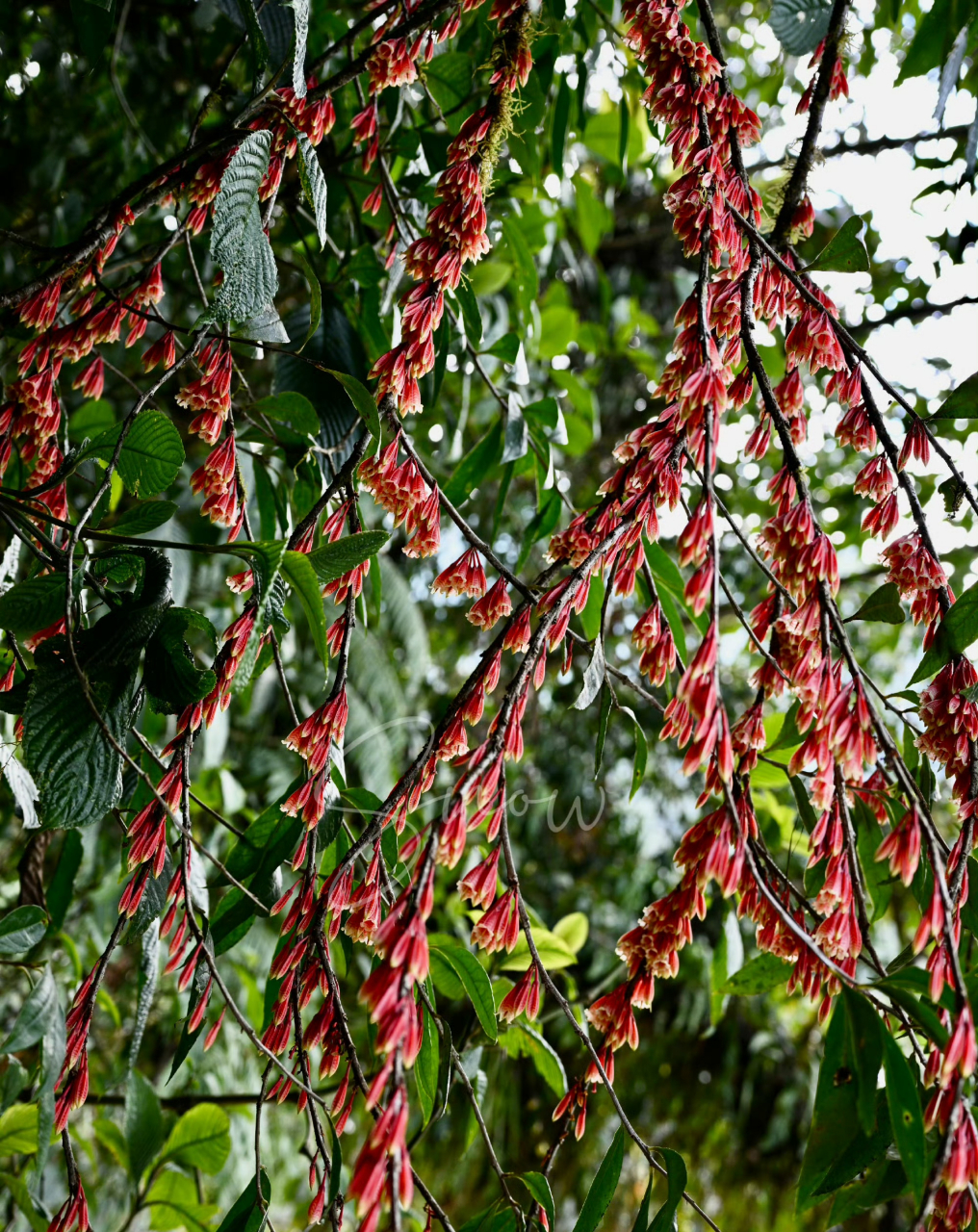 稜枝樹蘿蔔 agapetes angulata 杜鵑花科 樹蘿蔔屬.