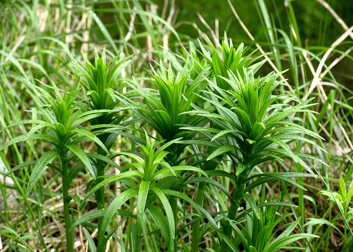 元气亏损,心神不安,找中药百合