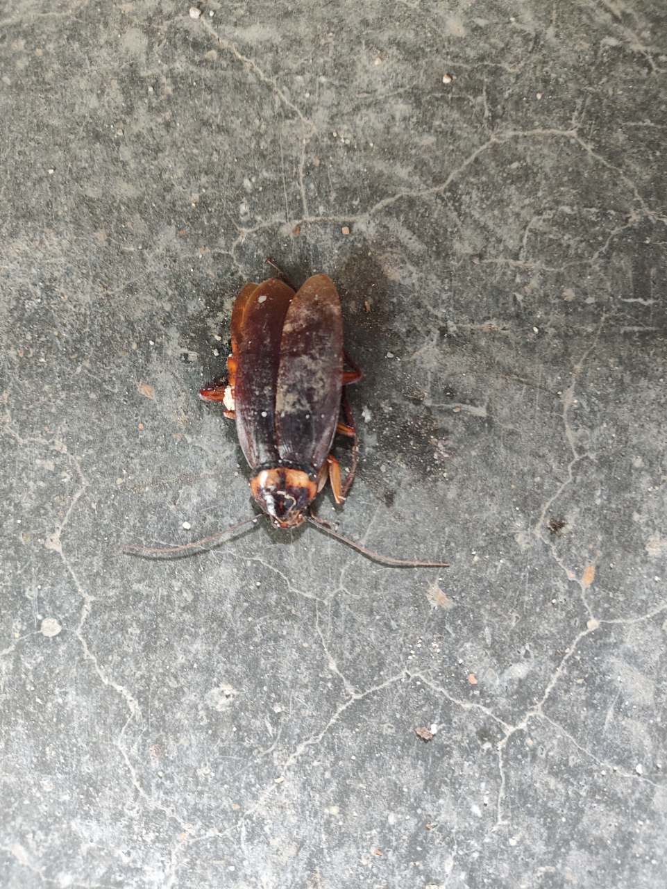 在家里面发现了一只小蟑螂, 但是这只小蟑螂已经在窗户外面了, 因为种