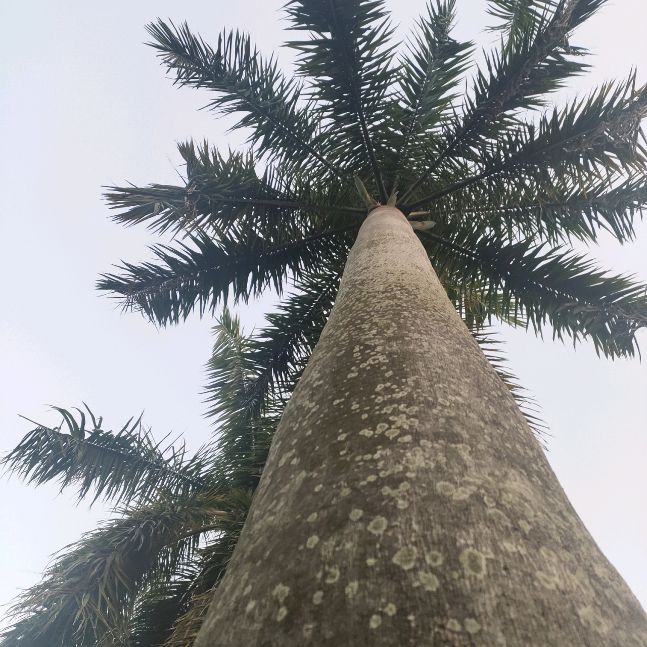 通过百度查询,原来这种像椰子树的树叫王棕,又名棕榈树,大王椰子