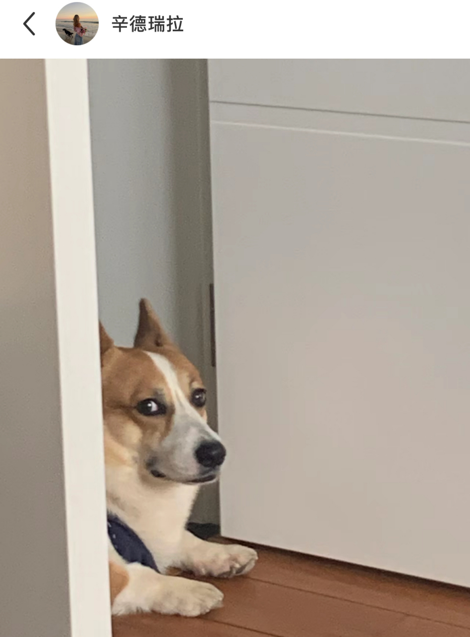 狗狗崇崇,偷偷摸摸的狗子