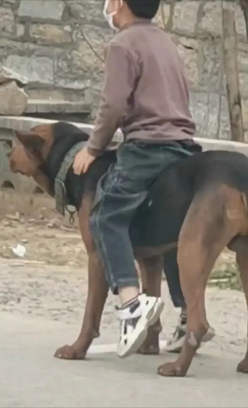 河南:核酸检测现场,小男孩骑狗排队等待,网友:太温馨了